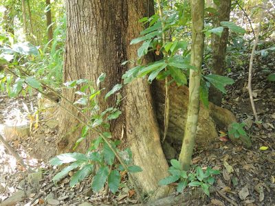 Terminalia microcarpa, photographed by coenobita