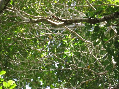 Terminalia microcarpa, photographed by coenobita