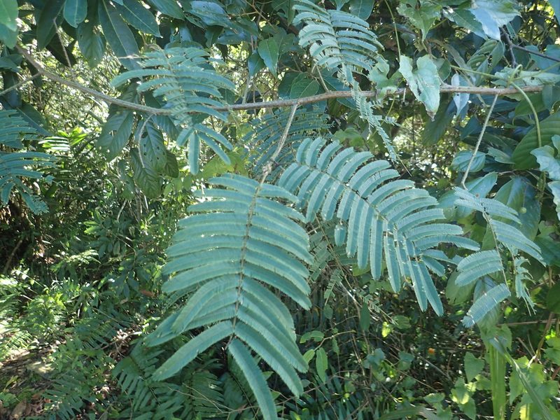 Senegalia merrillii, photographed by 呂一起(Lyu yi-chi)