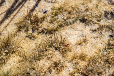 Trithuria inconspicua, photographed by Jeremy Rolfe