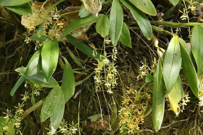 Epidendrum stamfordianum, photographed by Thibaud Aronson