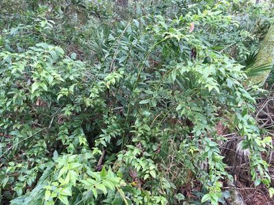 Agarista populifolia