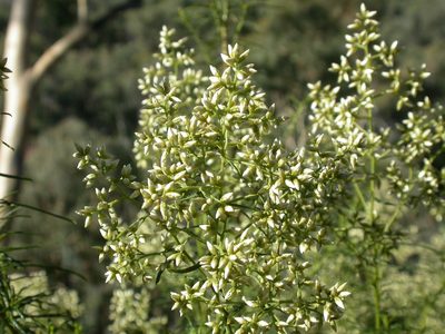Cassinia quinquefaria, photographed by Donald Hobern