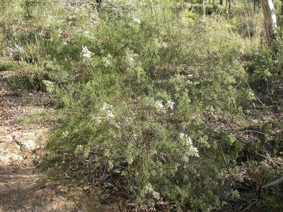 Cassinia quinquefaria, photographed by Donald Hobern