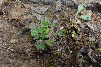 Ranunculus recens, photographed by John Barkla