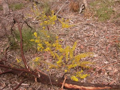 Acacia buxifolia, photographed by Donald Hobern