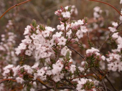 Styphelia attenuata, photographed by Donald Hobern