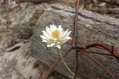 Leucochrysum albicans, photographed by Donald Hobern