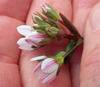 Gentianella chathamica, photographed by Peter de Lange