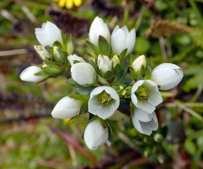 Gentianella chathamica, photographed by Peter de Lange