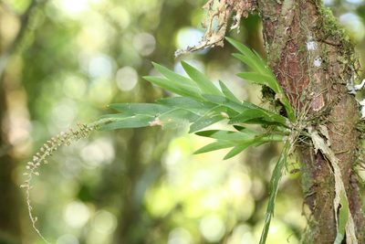 Oberonia disticha, photographed by Julien Renoult