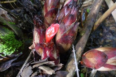 Hornstedtia scottiana, photographed by coenobita