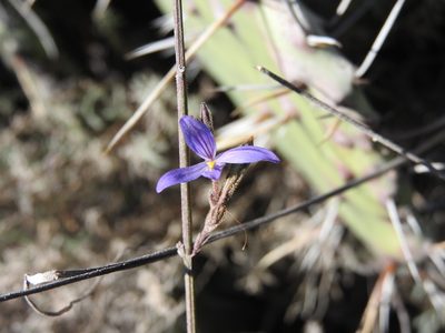 Carlowrightia parviflora, photographed by Alexis López Hernández
