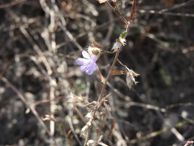 Loeselia coerulea, photographed by Alexis López Hernández