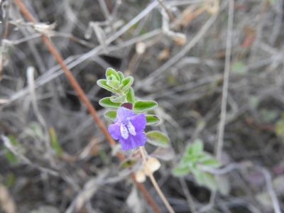 Scutellaria potosina, photographed by Alexis López Hernández