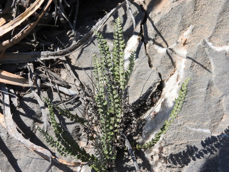 Notholaena affinis, photographed by Alexis López Hernández