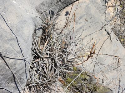 Tillandsia albida, photographed by Alexis López Hernández