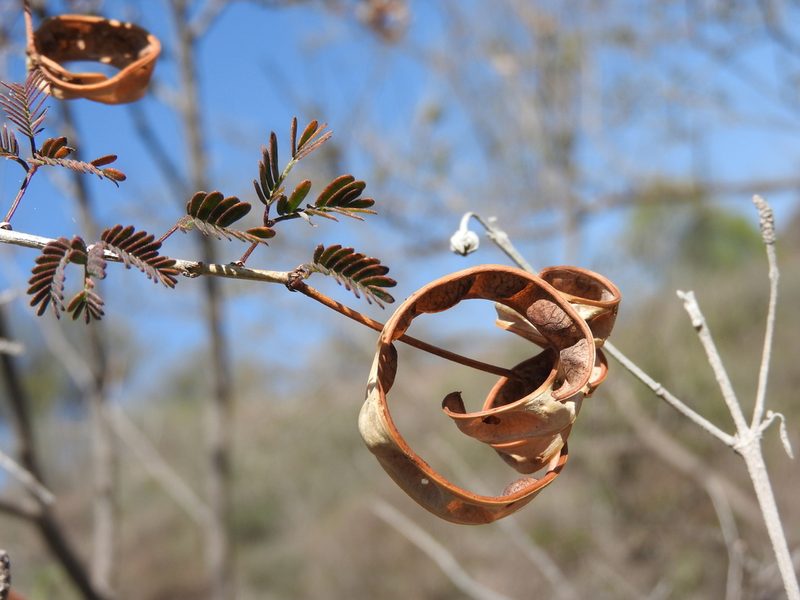 Zapoteca media, photographed by Alexis López Hernández