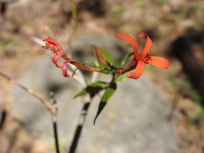 Anisacanthus quadrifidus, photographed by Alexis López Hernández