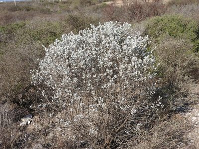 Leucophyllum ambiguum, photographed by Alexis López Hernández