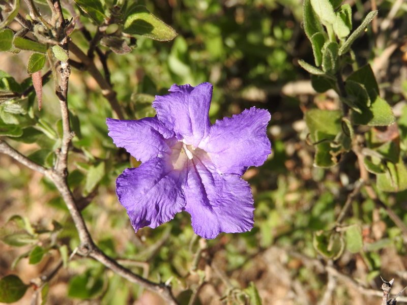Ruellia hirsutoglandulosa, photographed by Alexis López Hernández
