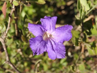 Ruellia hirsutoglandulosa, photographed by Alexis López Hernández
