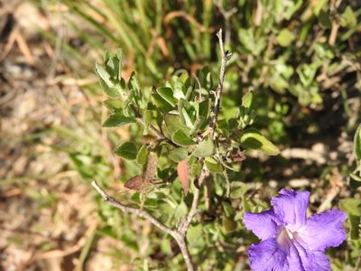 Ruellia hirsutoglandulosa, photographed by Alexis López Hernández