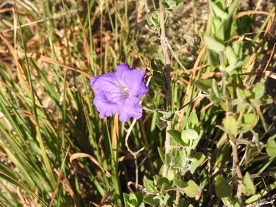 Ruellia hirsutoglandulosa, photographed by Alexis López Hernández