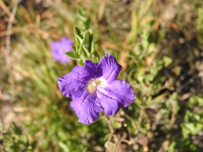 Ruellia hirsutoglandulosa, photographed by Alexis López Hernández