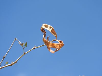 Zapoteca media, photographed by Alexis López Hernández