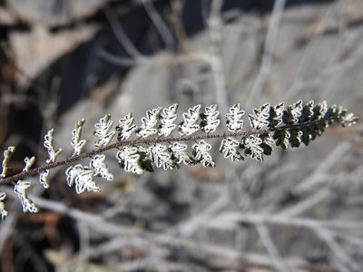 Notholaena affinis, photographed by Alexis López Hernández