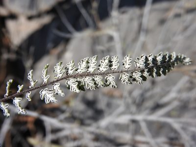 Notholaena affinis, photographed by Alexis López Hernández