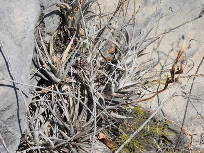 Tillandsia albida, photographed by Alexis López Hernández