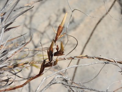 Tillandsia albida, photographed by Alexis López Hernández