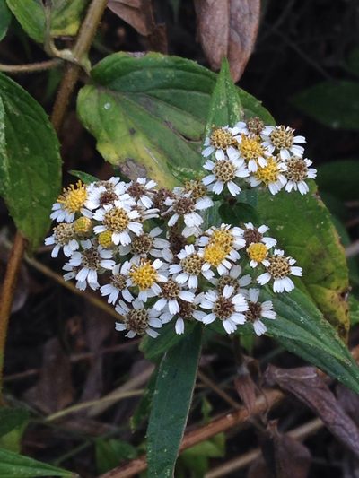 Alloispermum integrifolium, photographed by Matt Schultz
