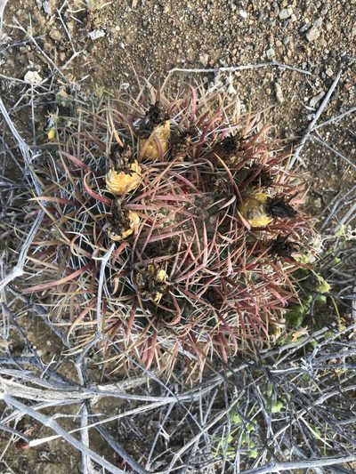 Ferocactus chrysacanthus, photographed by Sula Vanderplank
