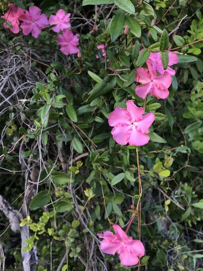 Mesechites roseus, photographed by Nodnarb Nedloh