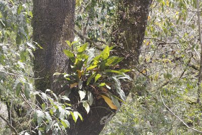 Stanhopea tigrina, photographed by Juan Cruzado Cortés