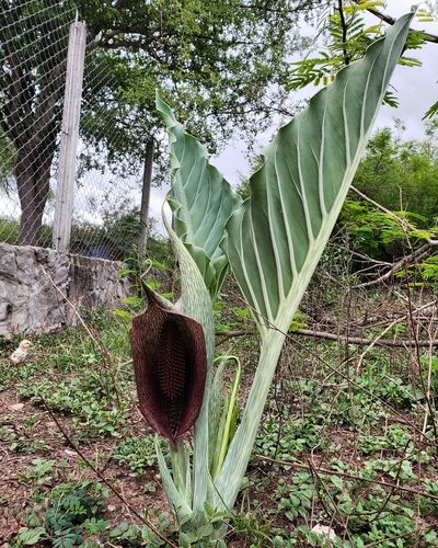 Synandrospadix vermitoxicus, photographed by Sol Quipildor