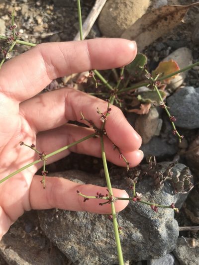 Eriogonum intricatum, photographed by Sula Vanderplank