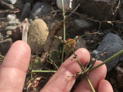 Eriogonum intricatum, photographed by Sula Vanderplank