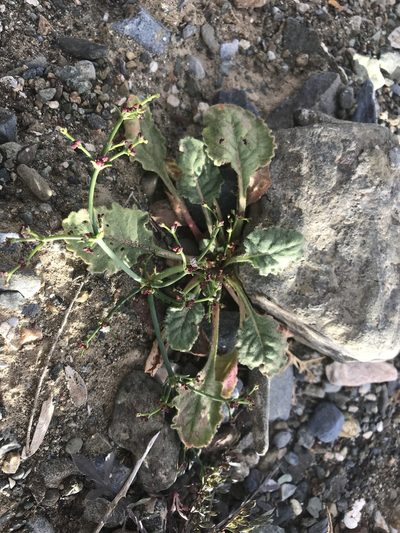 Eriogonum intricatum, photographed by Sula Vanderplank