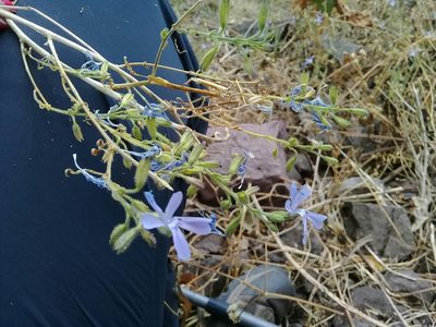 Bonplandia geminiflora, photographed by Dayan Romero