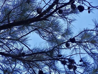 Pinus leiophylla, photographed by CK2AZ