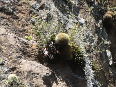 Mammillaria rhodantha, photographed by Juan Rafael Rodríguez Razgado