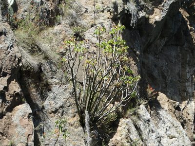Senecio praecox, photographed by Juan Rafael Rodríguez Razgado