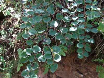 Windhamia cordifolia, photographed by Juan Rafael Rodríguez Razgado