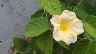 Camonea pilosa, photographed by Ong Jyh Seng
