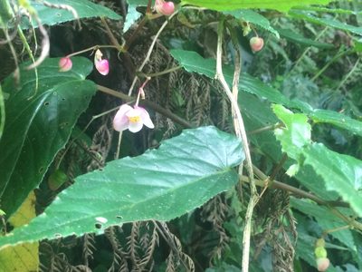 Begonia taiwaniana, photographed by 呂一起(Lyu yi-chi)