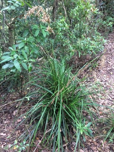 Carex morii, photographed by 呂一起(Lyu yi-chi)